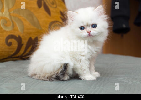 Funny fluffy british longhair kitten golden shaded pointed color is sitting on the couch and looking at the camera Stock Photo