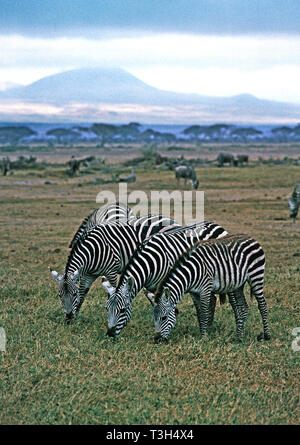 Amboseli Nat. Park. Burchell's or Common Zebra (Equus burchelli) on the plains of  Amboseli. Mount Kilimanjaro in the background.Kenya. Stock Photo