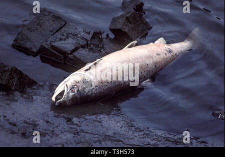 Mature wild Atlantic salmon (Salmo salar) dead on a tidal stretch of a river bank.This one was killed by run off of farm slurry after heavy rain.