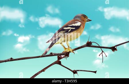 Beautiful sparrow on a branch Vector. Spring card. Blue sky background Stock Vector