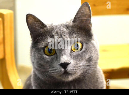 Portrait of a short-haired gray cat close-up. Yellow-eyed cat Stock Photo