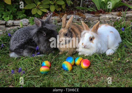 Easter. Funny bunnies with colored easter eggs. Stock Photo