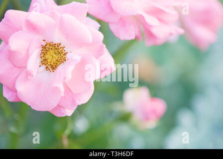 Soft image of pink roses in the garden. Selective focus and shallow depth of field. Stock Photo