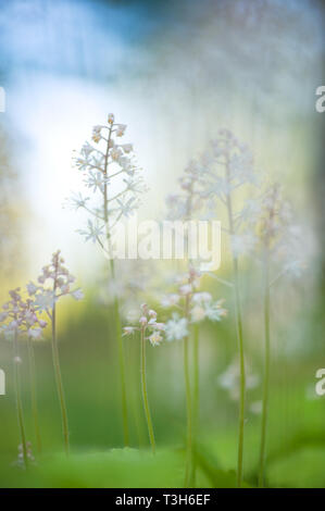 Heartleaved Foamflowers (Tiarella cordifolia). Selective focus and very shallow depth of field. Stock Photo