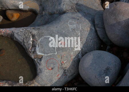 A rock showing various fossils embedded in it with one looking like a snail shell and a fern type plant and possible a seashell outline too. Stock Photo