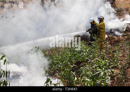 Sierra Leoneans in emergency response team training in fire fighting  make fire breaks between local woodland and community using hoses from tenders Stock Photo