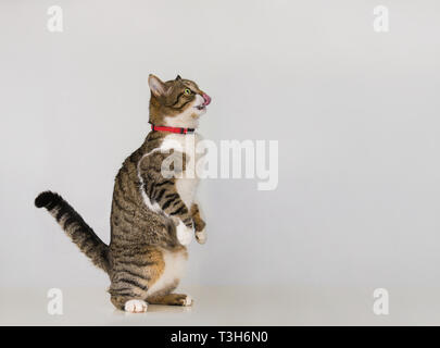 Full length portrait of funny cute cat standing on hind paws showing tongue and licking nose waiting for something delicious to eat isolated on grey w Stock Photo