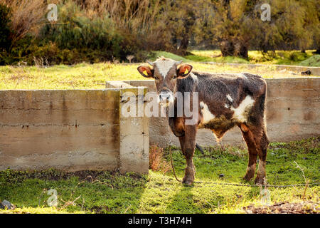 Cute little dark brown and white Swiss calf cow looking at the camera on a meadow field at the farm Stock Photo