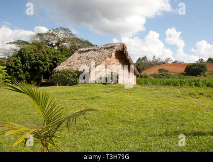 Tobacco farming in Cuba, drying huts, close up of Tobacco plants and leaves growing Stock Photo