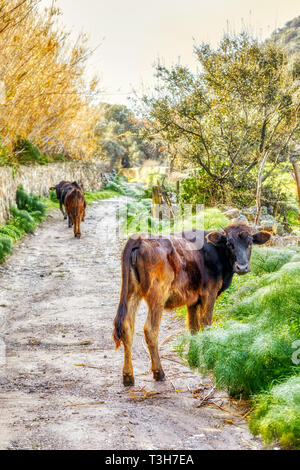 Dark brown Swiss cows grazing and walking on a muddy pathway in a rural land in Bodrum Gumusluk Turkey