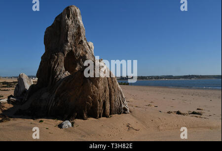 Sea eroded driftwood structure on the beach at Dawlish Warren, Devon,England. UK Stock Photo