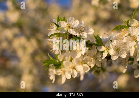 SPRING FLOWER BACKGROUNDS. SMALL WHITE CHERRY OR PLUM BLOSSOM BLURRED. Stock Photo