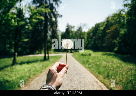 Young woman's hand is holding a white dandelion in front of a camera in green park summer time, hipster Stock Photo