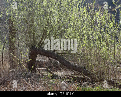 Young sprouts at an old broken willow in backlight Stock Photo