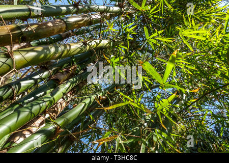 Giant bamboo Dendrocalamus giganteus Bamboo plant timber bamboo Stock Photo