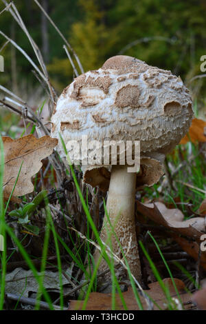 Young, not fully developed edible Macrolepiota mushroom in natural habitat, autumn oak forest Stock Photo