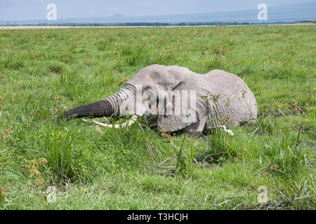 African elephant (Loxodonta africana) feeding in a swamp, Amboseli National Park, Kenya Stock Photo