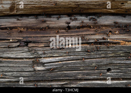 Ants nest in wood - Fire ants crawling on the wooden old house Stock Photo