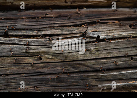 Ants nest in wood - Fire ants crawling on the wooden old house Stock Photo