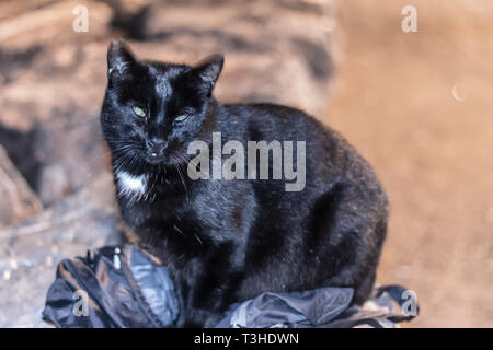 a strange looking cat sitting on my bag and looking my camera. photo has taken at izmir/turkey. Stock Photo
