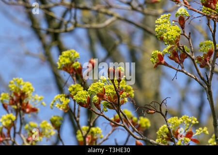 UK deciduous tree buds opening on a sunny spring day with tree trunk in background against a blue sky. Stock Photo