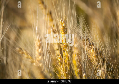 WA14688-00...WASHINGTON - Wheat field at the cross roads of Hills Road and Danekas Road in Adams County. Stock Photo