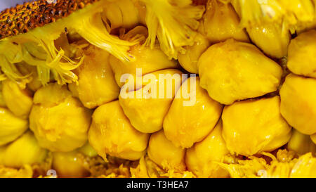 Closeup of cempedak (Artocarpus integer). This fruit is native to South East Asia. It has strong distinctive aroma, sweet and juicy taste Stock Photo