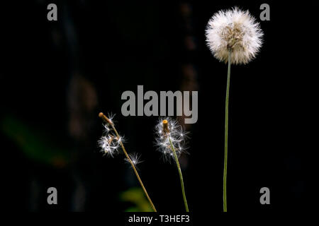 Dandelion on black background - Image Stock Photo