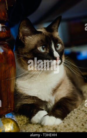 Twinkie, a five-year-old Siamese domestic cat, lays beneath a bed, April 3, 2019, in Coden, Alabama. Stock Photo