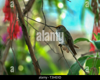 green and white hummingbird at machu picchu, peru Stock Photo