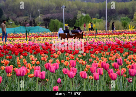 Tourists seen enjoying a walk at the famous Indira Gandhi Memorial Tulip garden, Asia's largest tulip garden, in Srinagar summer capital of Jammu and Kashmir. It is the largest tulip garden in Asia spread over an area of 30 hectares. It is located in Siraj Bagh on the foothill of Zabarwan Range. It is one of tourist attraction place in Srinagar. Stock Photo