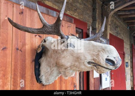 Moose head Bryggen Bergen Norway Stock Photo