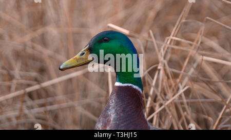 Large male drake mallard close up low angle view Stock Photo