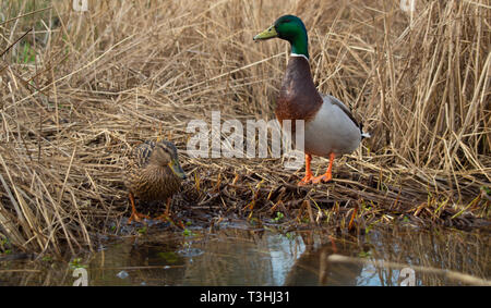 Large male drake mallard close up low angle view Stock Photo