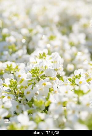 Flowering arabis in the summer garden with shallow depth of field effect. Stock Photo