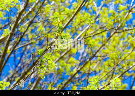 Norway maple flowers against a vivid blue sky. Stock Photo