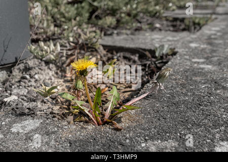 a dandelion plant grows between pavement slabs Stock Photo