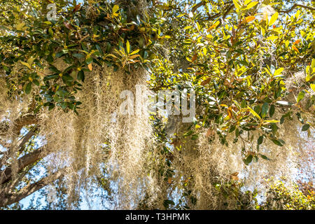 Spanish Moss hanging from an oak tree Stock Photo