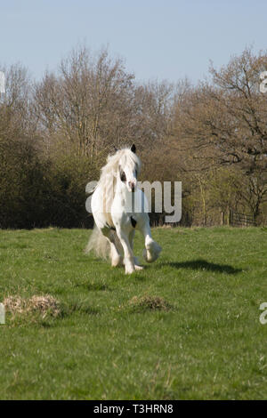 Gypsy cob horse running around in a field on a sunny day, white horse with brown patches and long tail and mane flowing Stock Photo
