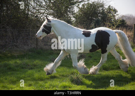 Gypsy cob horse running around in a field on a sunny day, white horse with brown patches and long tail and mane flowing Stock Photo