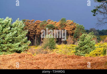 Colourful foliage beneath a brooding sky, Ashdown Forest, East Sussex, UK Stock Photo