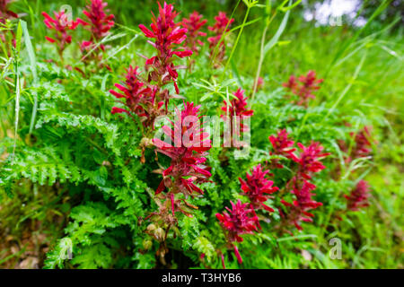 Indian Warrior (Pedicularis densiflora) wildflowers growing on a meadow, San Francisco bay area, California Stock Photo
