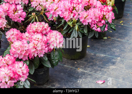 Rhododendron flowers in plastic pots on sale in plants nursery at spring. Stock Photo