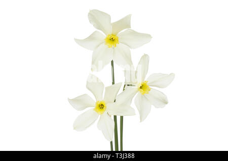 Three white and yellow centered daffodils isolated against white Stock Photo