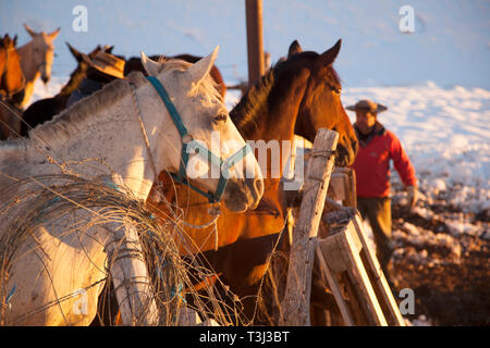 Horses rounded up high in the Andes above Mendoza, Argentina in preparation for a trek across the mountains into Chile. Stock Photo