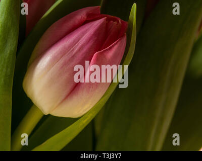 Wonderful Tulips (Lily family, Liliaceae), greeting card Stock Photo