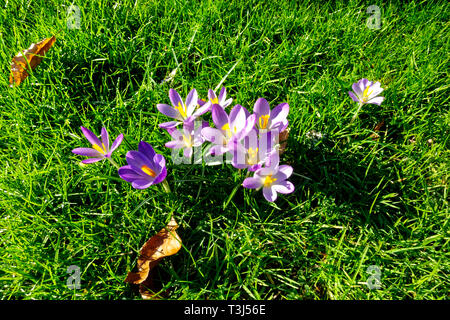 Crocus tommasinianus (early crocus) in flower Stock Photo