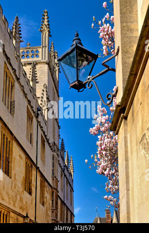 A street lamp in Catte Street, Oxford, England, UK, with the University of Oxford Bodleian Library and a Magnolia tree in blossom behind it Stock Photo