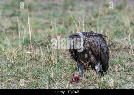 African white-backed vulture feeding on dead prey , Maasai Mara Stock Photo