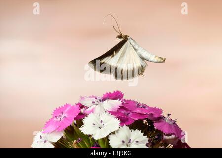 Box tree moth (Cydalima perspectalis) in flight on a Wood pink (Dianthus carthusianorum), Germany Stock Photo